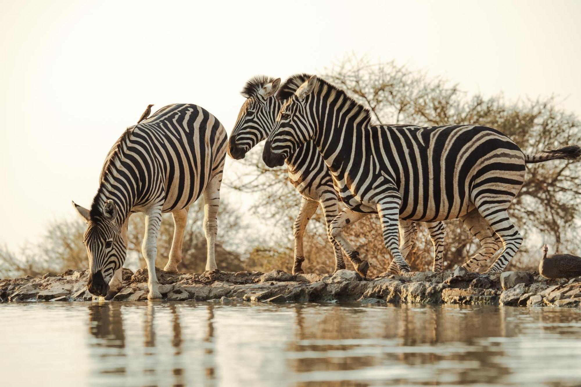 Last Word Madikwe Madikwe Game Reserve Exterior photo